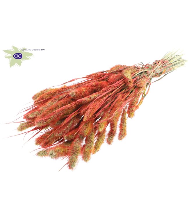 Setaria per bunch Multicolour Red ( x 6 )