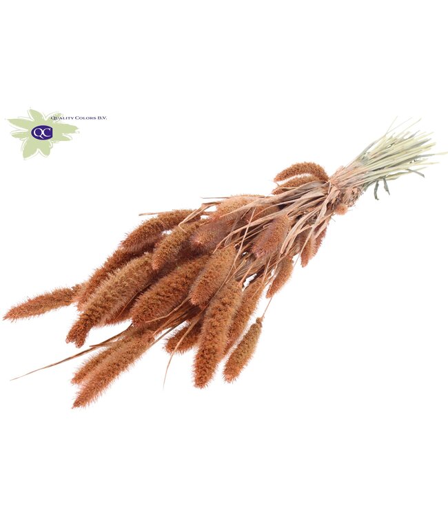 Setaria per bunch Pearl Orange ( x 6 )