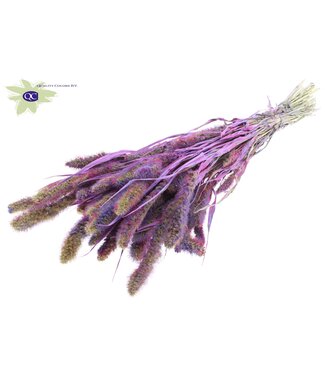 QC Setaria per bunch Multicolour Milka ( x 6 )