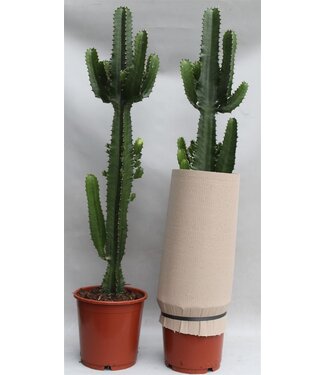 ME Euphorbia Acrurensis p24 | Per stuk