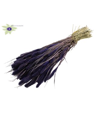 QC Setaria per bunch Purple ( x 15 )