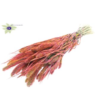 QC Setaria per bunch Multicolour Cerise ( x 6 )