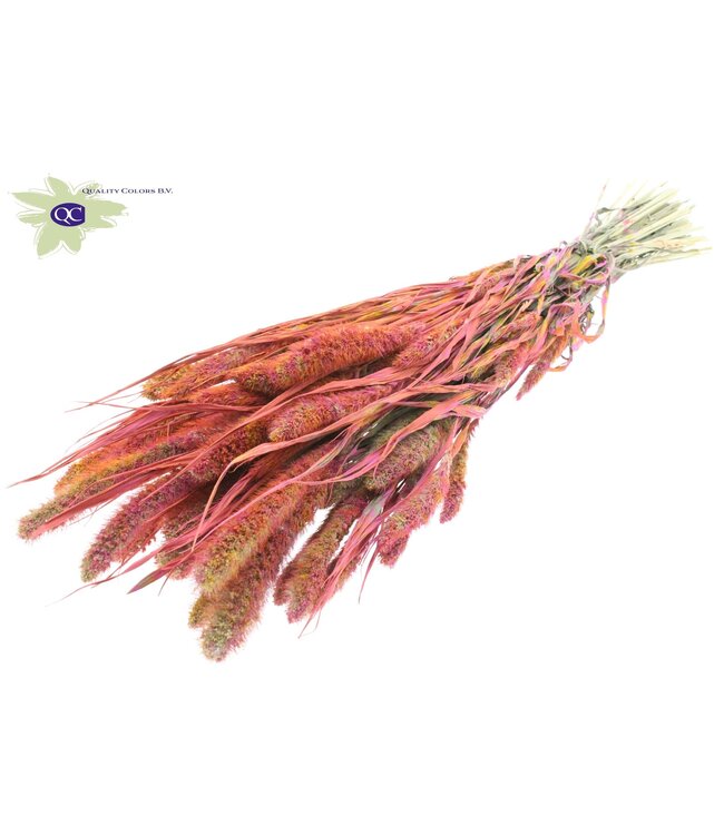 Setaria per bunch Multicolour Cerise ( x 6 )