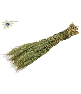 QC Triticale per bunch Light Green ( x 6 )