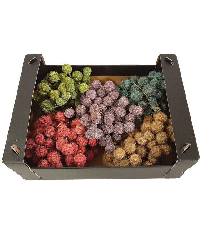 Small ball per bunch in poly Mixed colours Frosted ( x 5 )