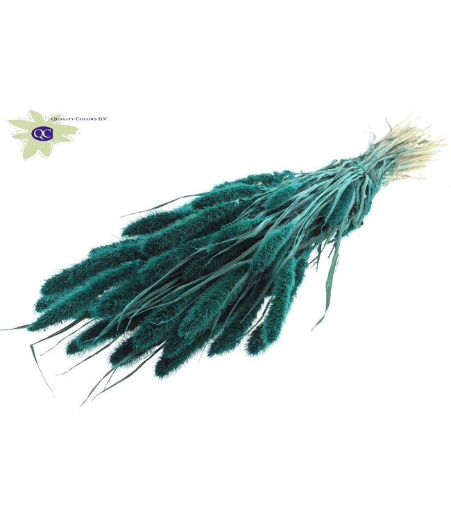 Setaria per bunch Turquoise ( x 6 )