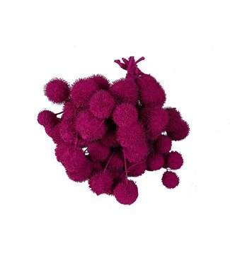 QC Small ball per bos in poly kerskleurig | Per 5 stuks