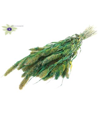 QC Setaria per bunch Multicolour Green ( x 6 )