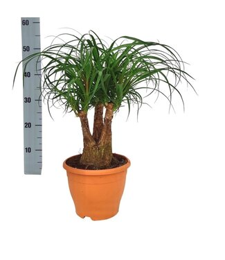 ME Beaucarnea 19 cm branched | Per piece