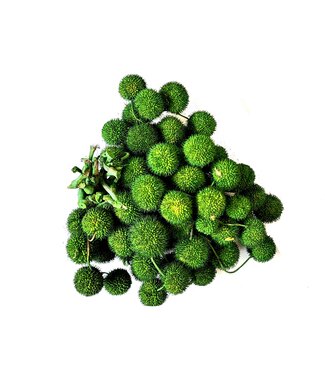 QC Small ball per bunch in poly Moss Green ( x 5 )