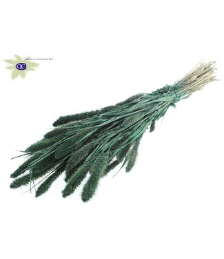 QC Setaria per bunch Pearl Green ( x 6 )