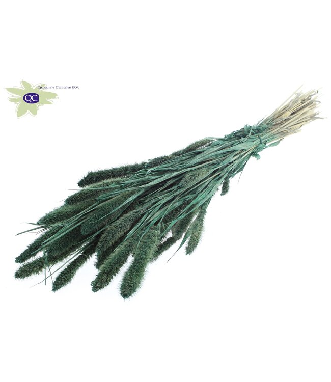 Setaria per bunch Pearl Green ( x 6 )