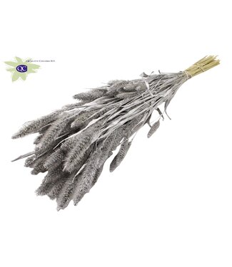 QC Setaria per bunch Silver ( x 6 )