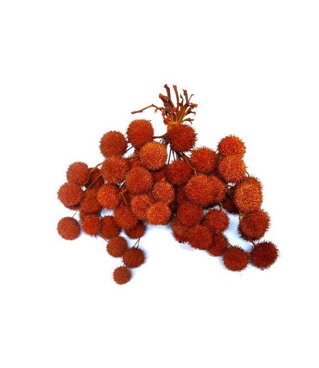 Small ball per bunch in poly Orange ( x 5 )