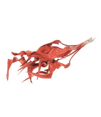 LDD Red dried Strelitzia leaf with glitter | 10 per bunch