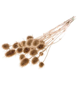 LDD Warm golden dried thistle | Chardon dried flowers | Length 55 centimetres | Per 15 pieces