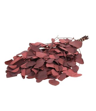 LDD Eucalyptus populus preserved red | Per 25 stuks