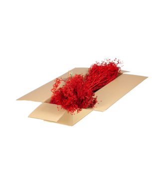 LDD Red dried Goldcrest with glitter | Bupleurum Open dried flowers | Length 55 centimetres | Per 4 pieces