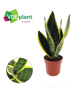 ME Sansevieria Futura Superba | Per 10 pieces