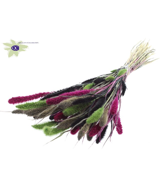 Setaria per bunch Colourful 8 ( x 6 )