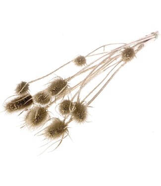 LDD Champagne gold dried thistle | Chardon dried flowers | Length 55 centimetres | Per 15 pieces