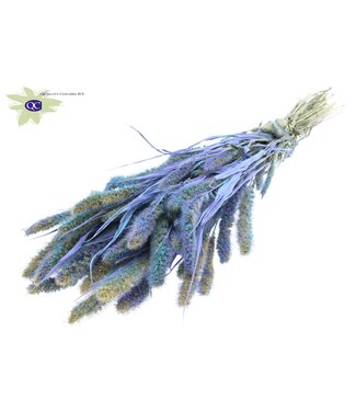 QC Setaria per bunch Multicolour Light Blue ( x 6 )