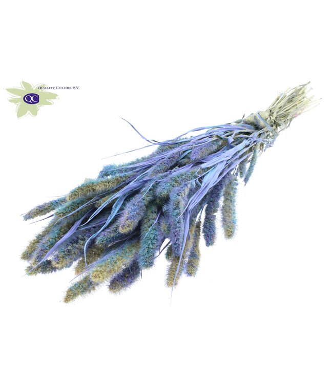 Setaria per bunch Multicolour Light Blue ( x 6 )