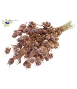 QC Matt salmon-coloured dried Nigella | Miss-in-the-green dried flowers | Per 15 pieces