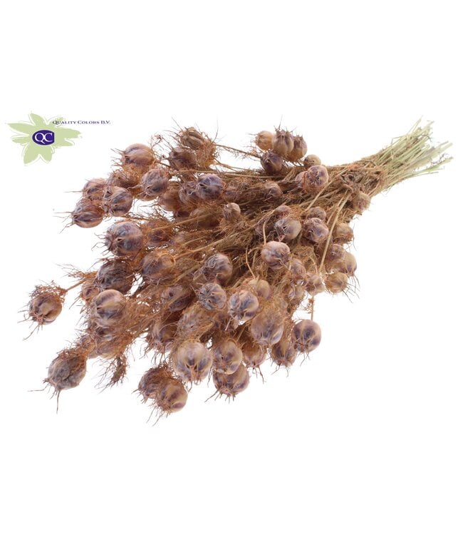 Matt salmon-coloured dried Nigella | Miss-in-the-green dried flowers | Order per 15 bunches