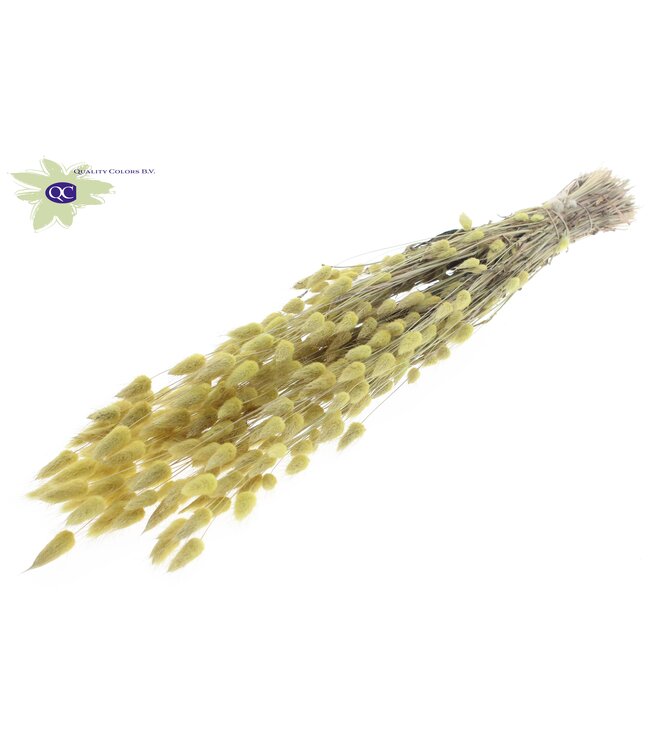 Lagurus per bunch Frosted Light Yellow ( x 25 )