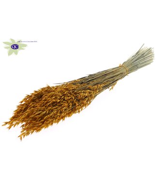 QC Apricot-coloured dried oats | Avena dried flowers | Length 60 centimetres | Per 20 bunches