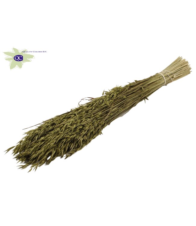 Olive-coloured dried oats | Avena dried flowers | Length 60 centimetres | Order per 20 bunches