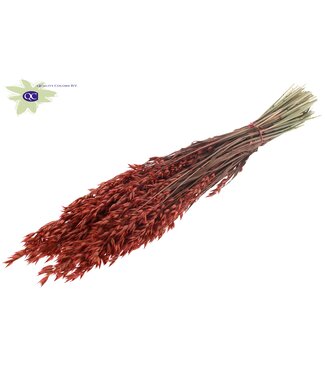 QC Coral-coloured dried oats | Avena dried flowers | Length 60 centimetres | Per 20 bunches