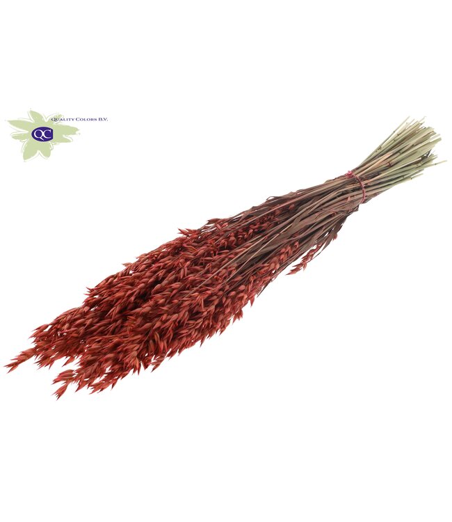 Coral-coloured dried oats | Avena dried flowers | Length 60 centimetres | Order per 20 bunches