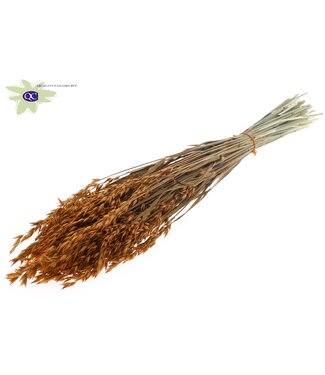 QC Terracotta-coloured dried oats | Avena dried flowers | Length 60 centimetres | Per 20 bunches