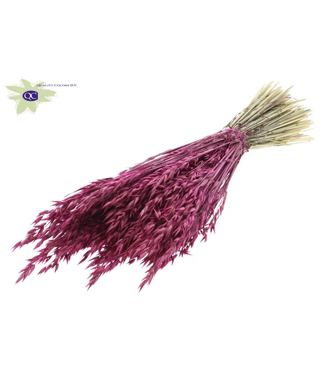 Lilac-coloured dried oats | Avena dried flowers | Length 60 centimetres | Order per 20 bunches