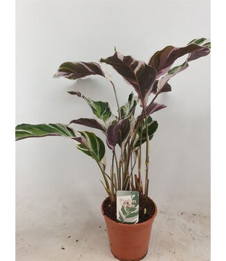 ME Calathea Fusion White basic | Per 8 pieces