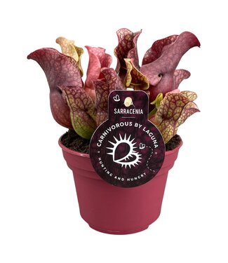 ME Sarracenia Sylwia 12 cm | Per 6 pieces