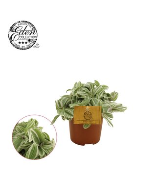 ME Tradescantia Tenderness 10.5cm | Per 6 pieces