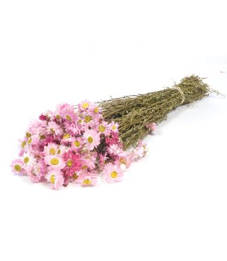 LDD Natural pink Acroclinium dried flowers | Length 55 centimetres | Per 25 pieces