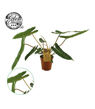 ME Philodendron Billetiae 15cm | Per 3 pieces