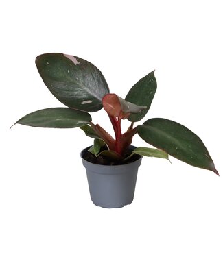 ME Philodendron rosa Prinzessin | Pro 12 Stück