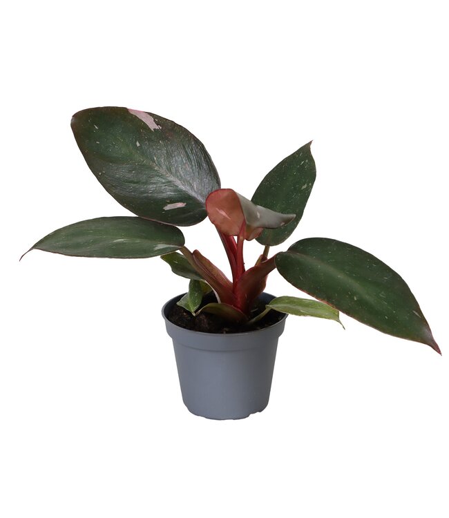 Philodendron roze Princess | Per 12 stuks