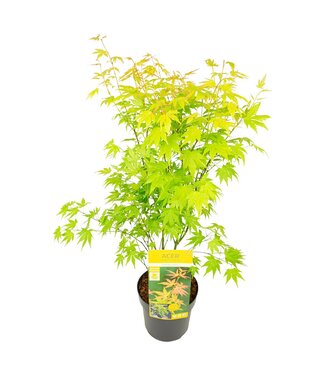 ME Acer palm. 'orange Dream' | Per 3 pieces