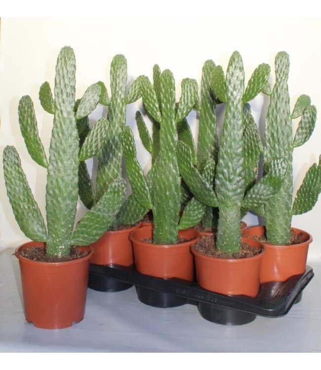 Opuntia Consolea | Per 6 stuks