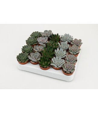 ME Echeveria mixed | Per 20 pieces