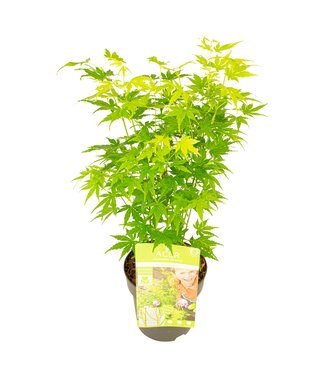 ME Acer palm. 'Going green'® | Per 6 pieces