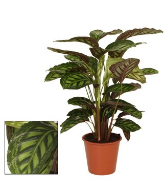 ME Calathea 19cm Flamestar | Per piece