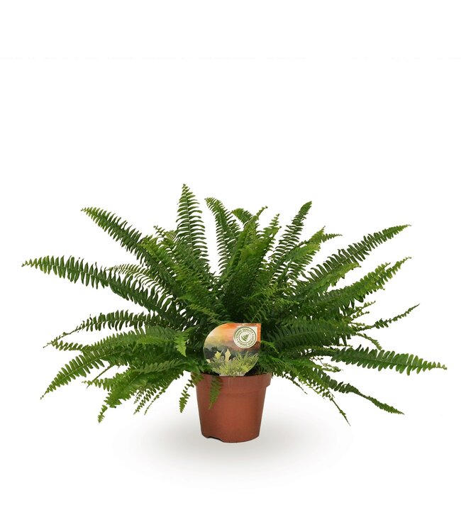 Nephrolepis green Lady | Per 6 pieces