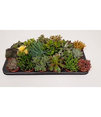 ME Succulenten gemengd | Per 12 stuks